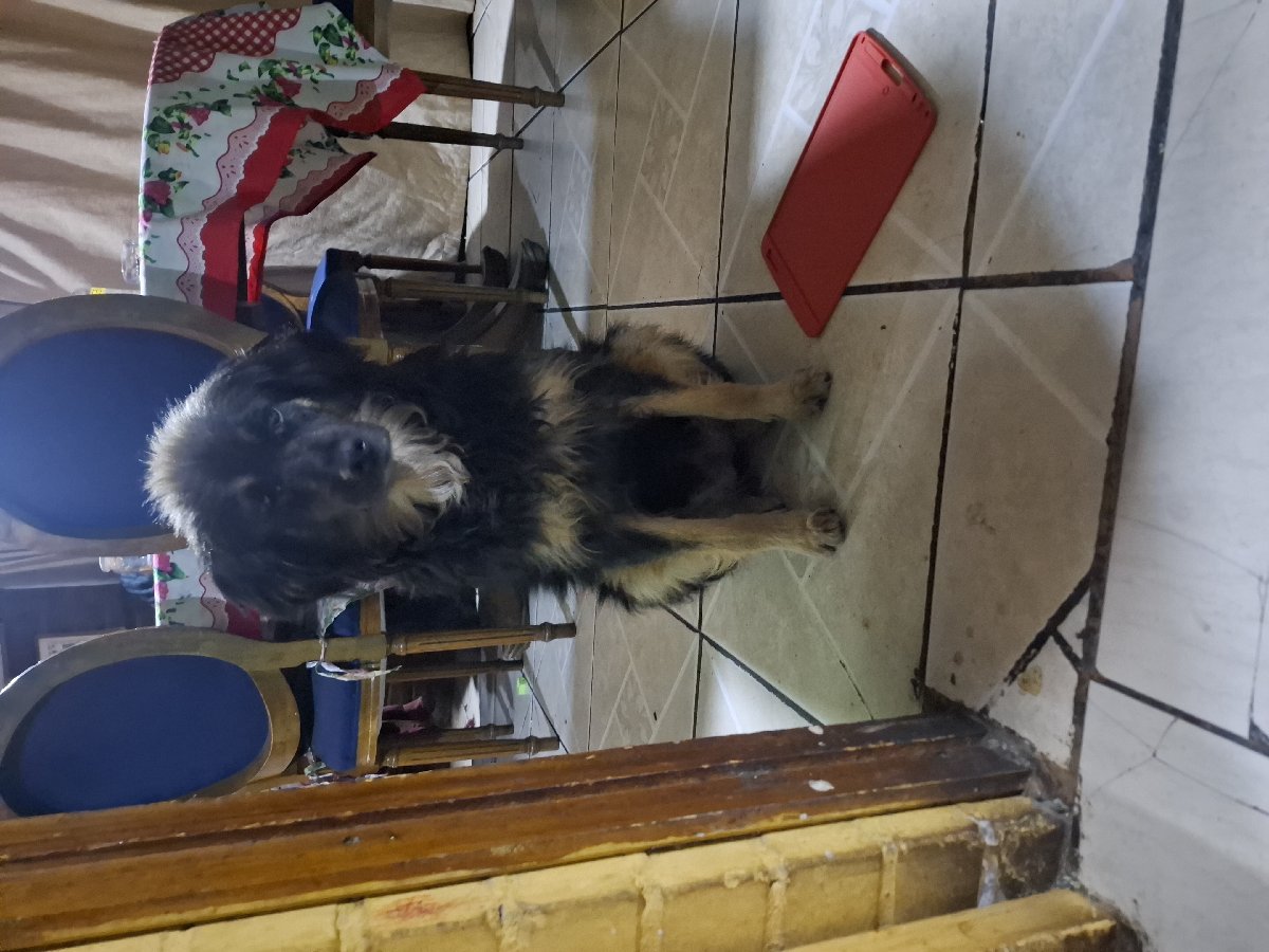 Foto de coco