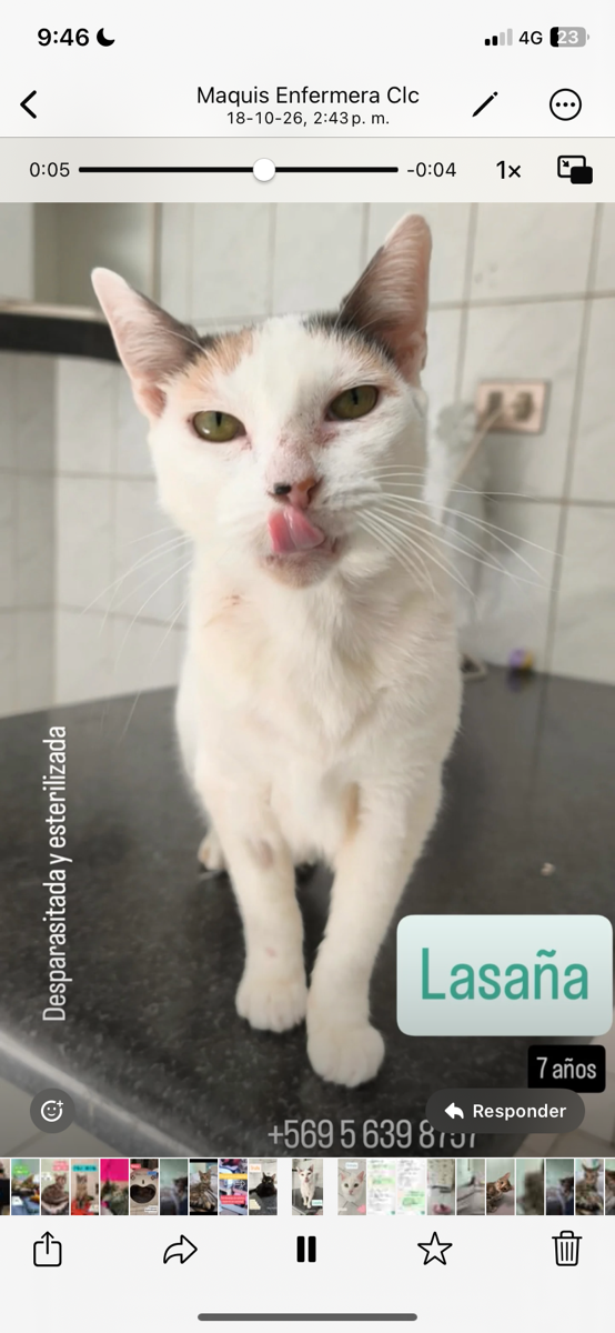 Foto de lasaña, gato en adopción en Las Condes