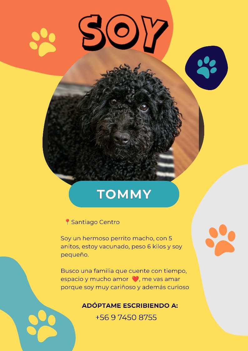 Foto de Tommy