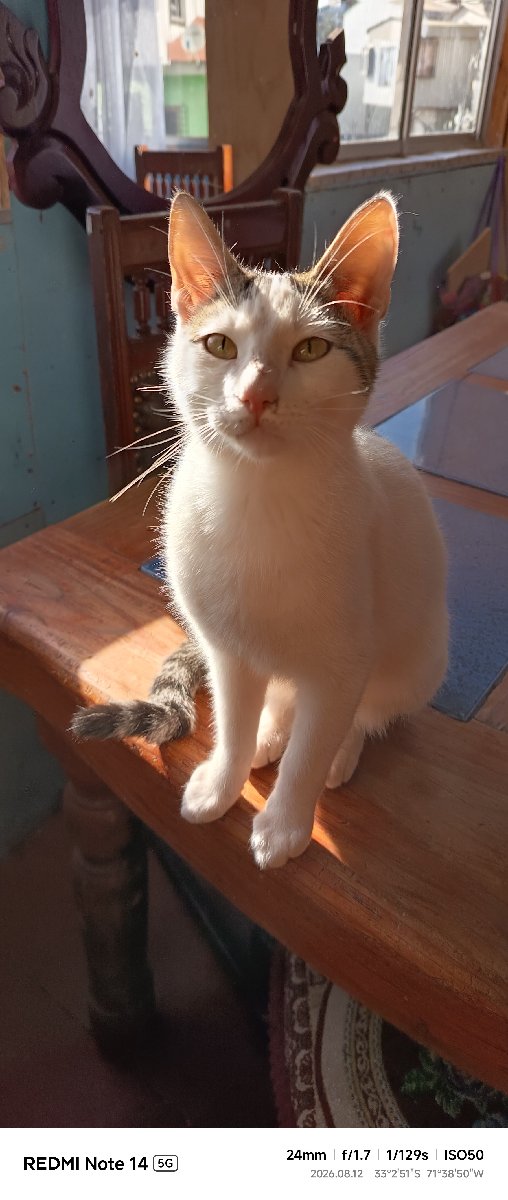 Foto de Gatito