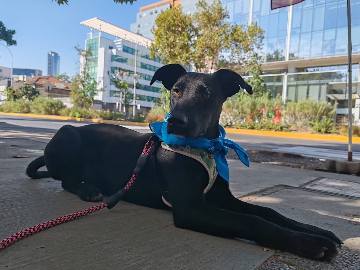 Foto de Oreo, perro en adopción en San Bernardo