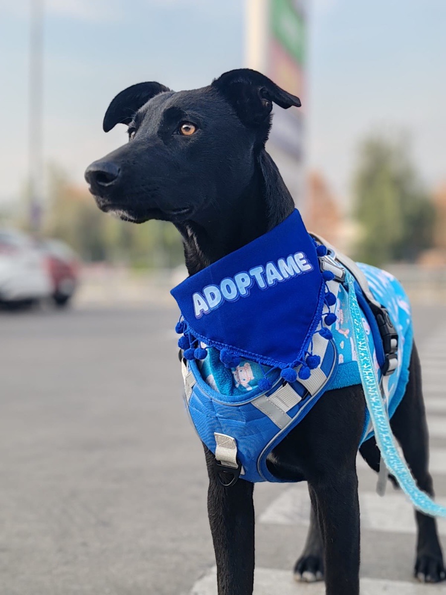 Foto de Oreo