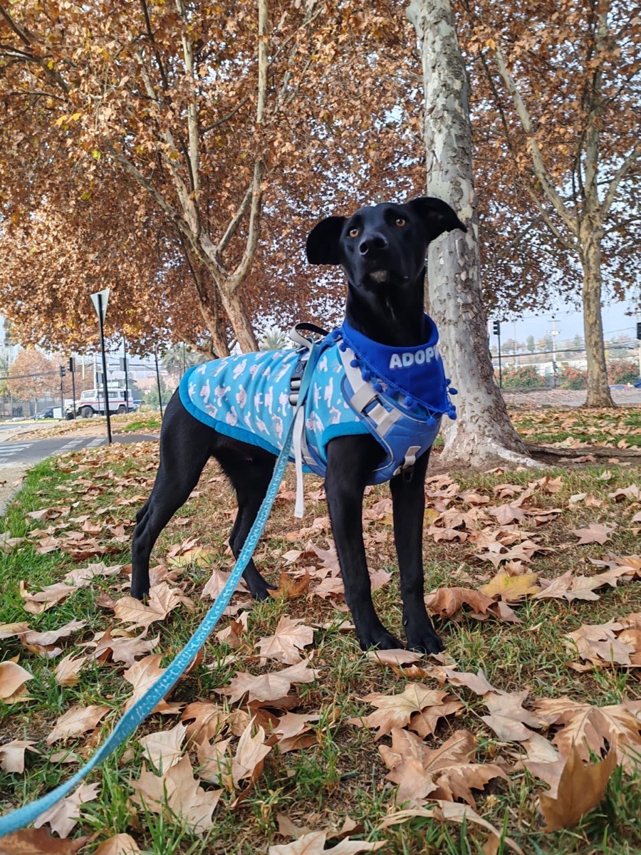 Foto de Oreo