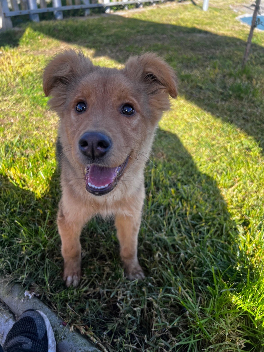 Foto de Paloma