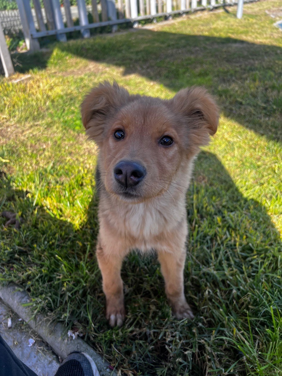 Foto de Paloma