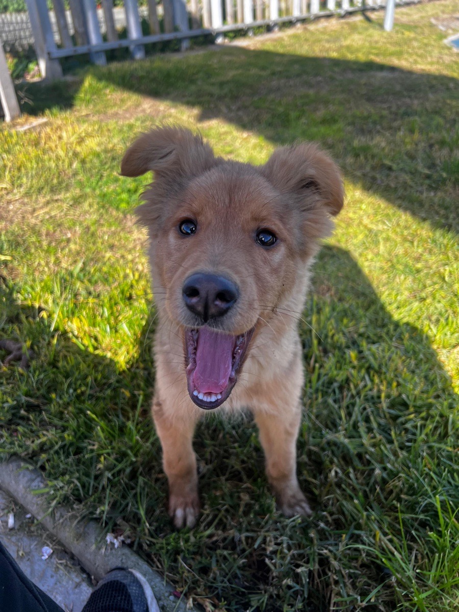 Foto de Paloma
