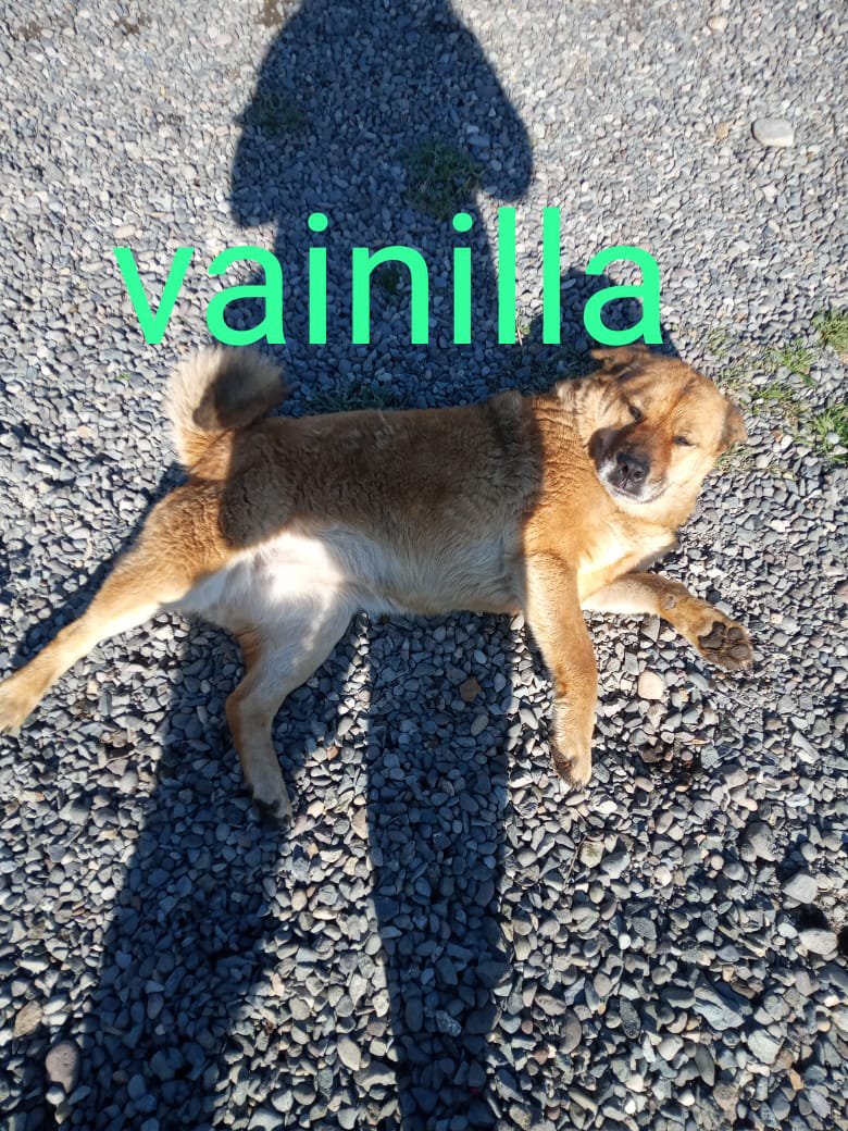 Foto de Perrito, perro en adopción en Peñaflor