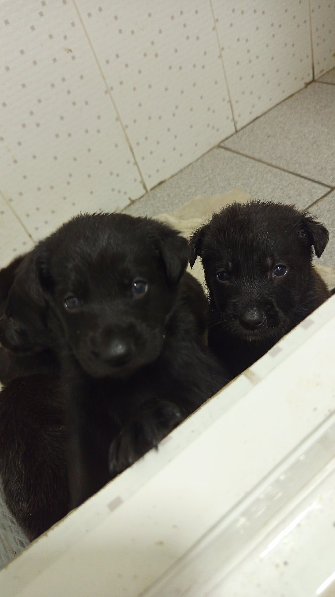Foto de CARBONCITOS