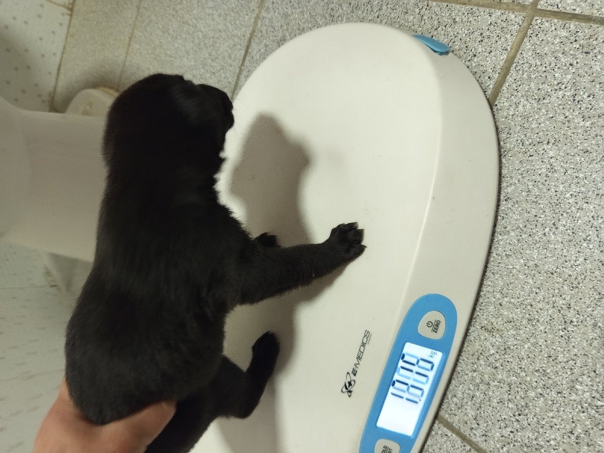 Foto de CARBONCITOS