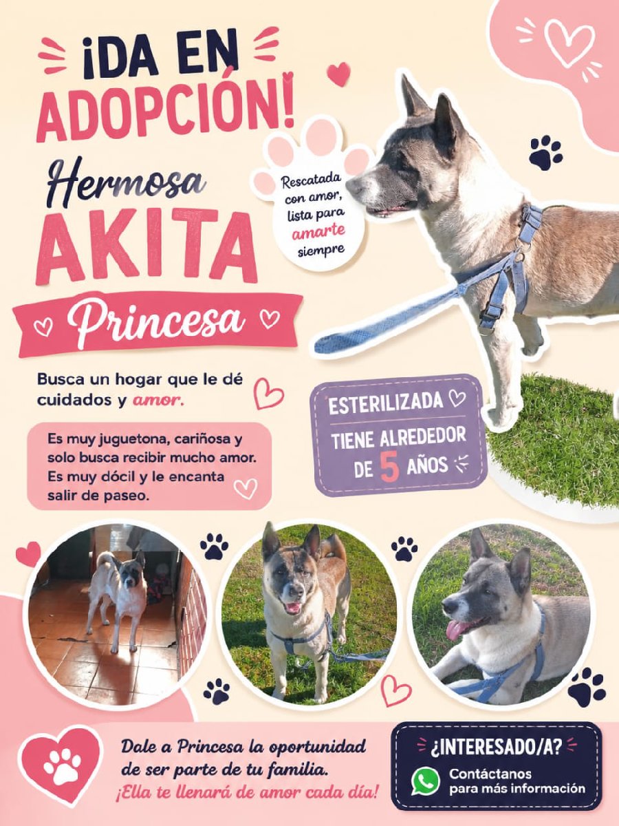 Foto de Perrito