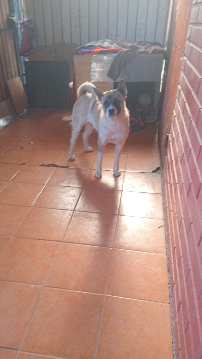 Foto de Perrito