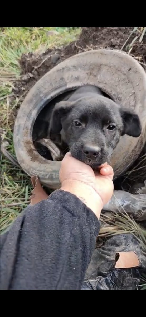 Foto de Perrito