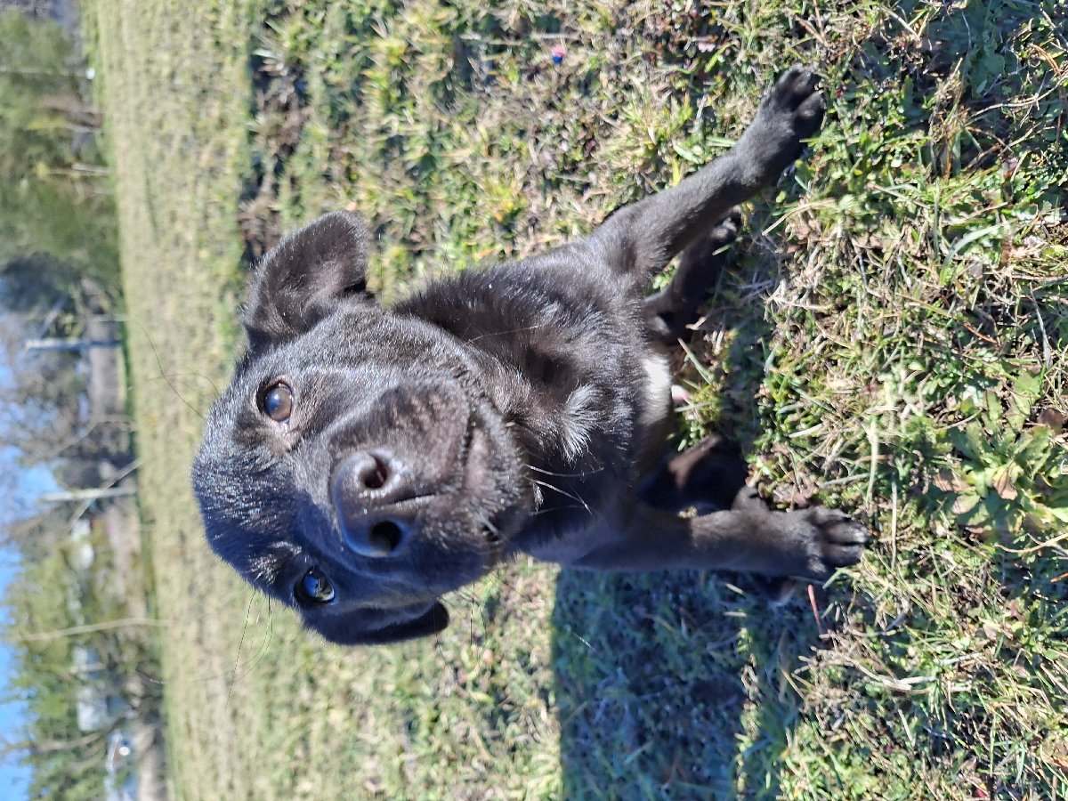Foto de Perrito
