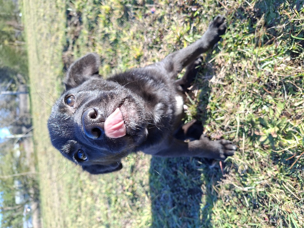 Foto de Perrito