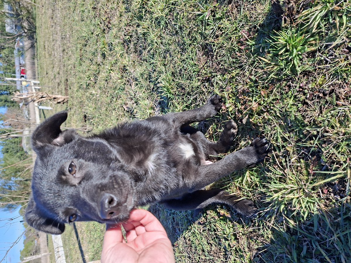 Foto de Perrito