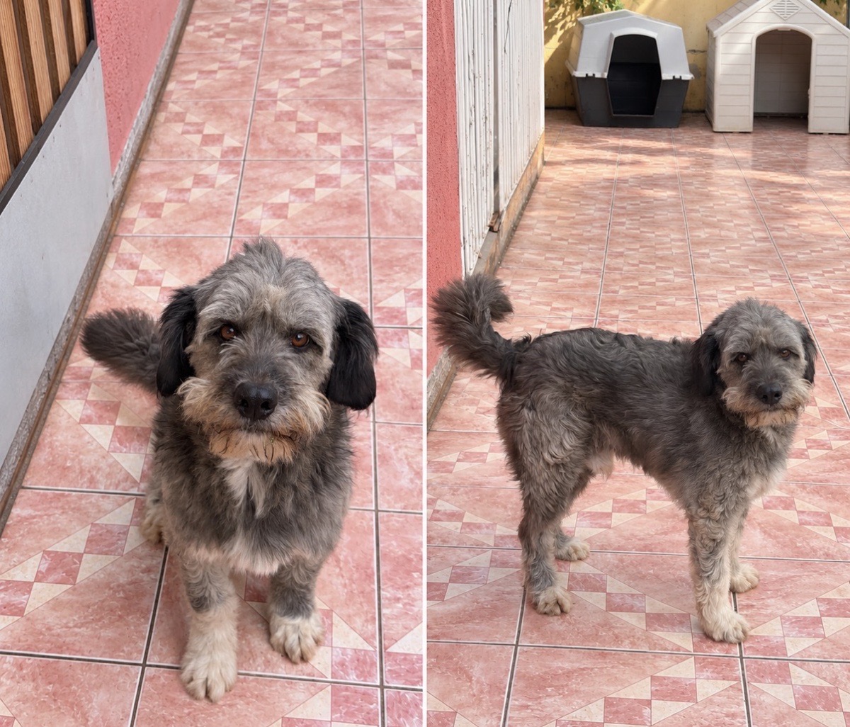 Foto de Rocky, perro en adopción en La Florida