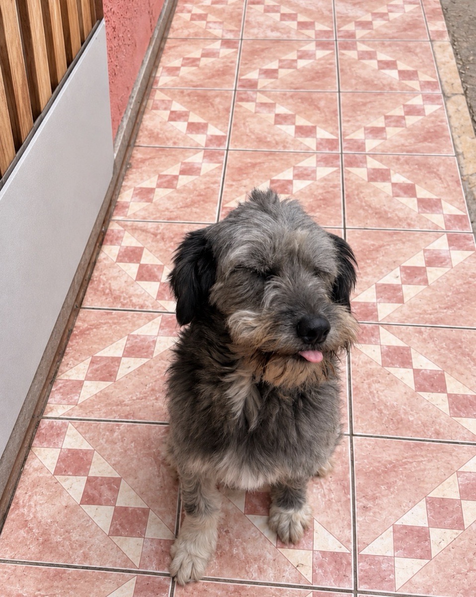 Foto de Rocky