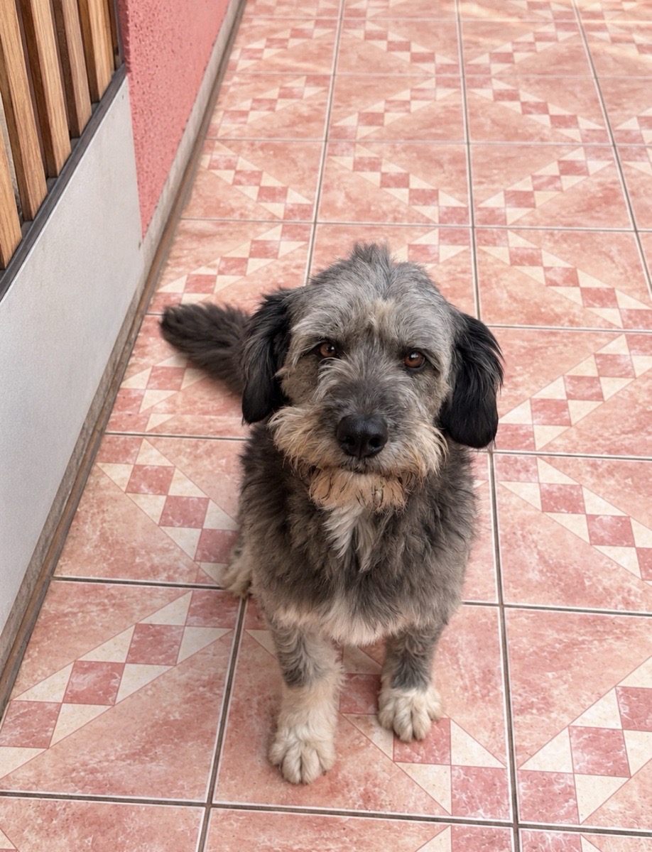 Foto de Rocky